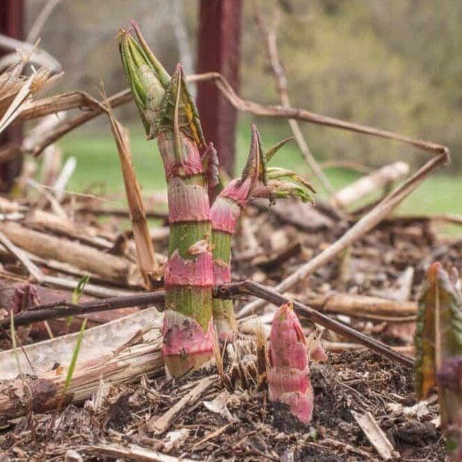 japanese knotweed is loaded with resveratrol this link provides science and research of resveratrol