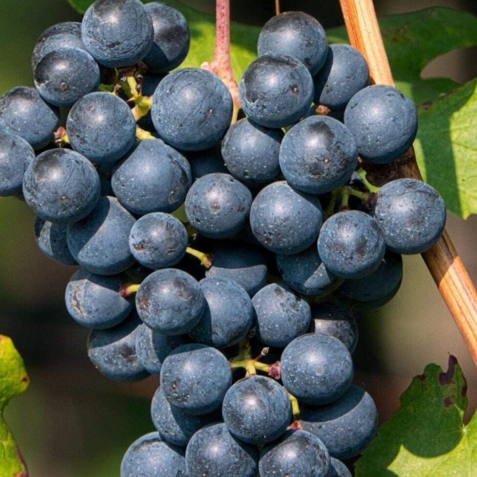 science-grapes: resveratrol is the heart healthy component of red wine this image provide a link to the science and research of resveratrol and other key ingredients